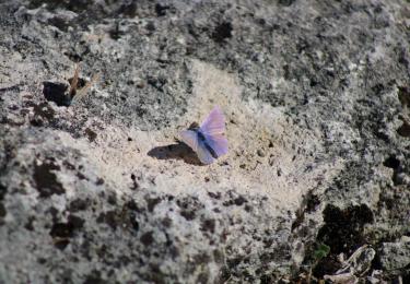 espèces animales segeta