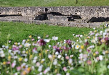 Segeta fleurs