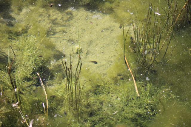 espèces animales segeta2